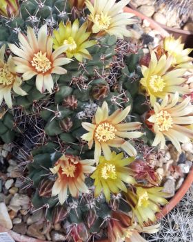 Mammillaria crassimammillis